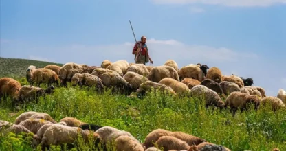 Hayvancılık İşletmelerinde İstihdam Edilecek Çoban ve Hayvan Bakıcıları İçin Çalışma İzni Başvuru Süreçleri