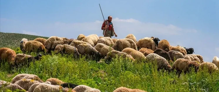 Hayvancılık İşletmelerinde İstihdam Edilecek Çoban ve Hayvan Bakıcıları İçin Çalışma İzni Başvuru Süreçleri